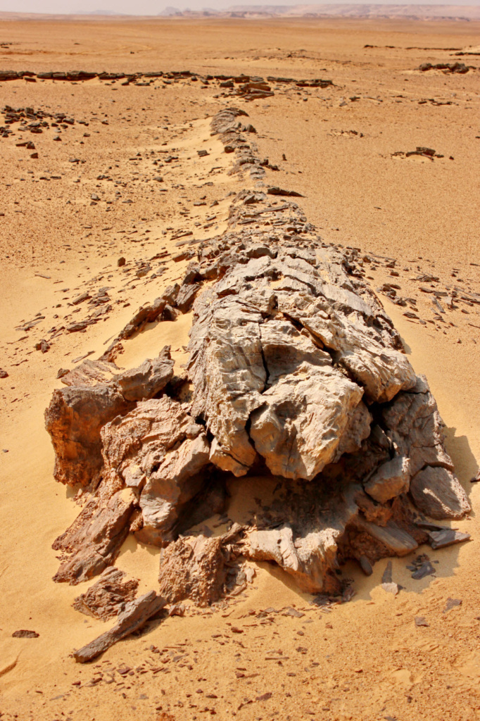 The Petrified Forest of Fayoum